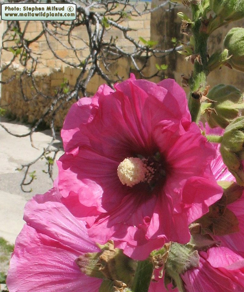 Alcea rosea - wild in Provence